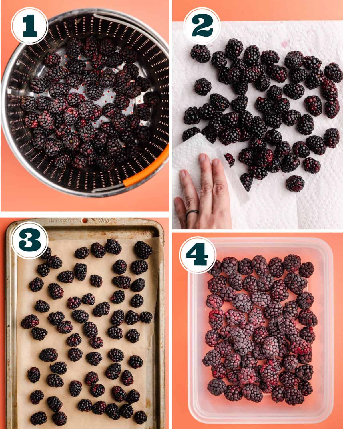 Step by step how to freeze blackberries.